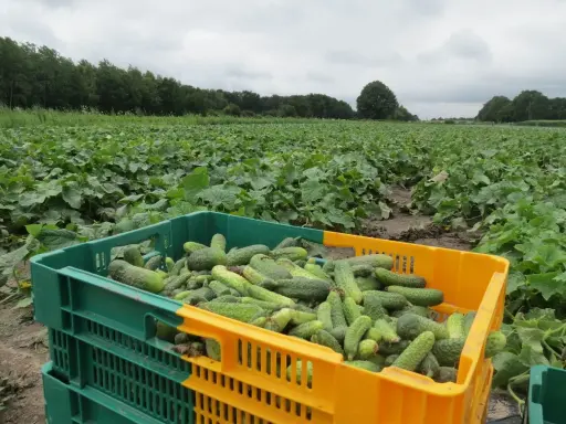 Culture cornichon grillage : une récolte abondante dans des caisses vertes et jaunes, sur un champ verdoyant sous un ciel couvert.