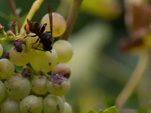 Eine schwarze Hornisse sitzt auf einer Traube und saugt den Saft.