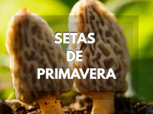 Setas de primavera en Cataluña, con su característica forma alveolada, brotando en la tierra.