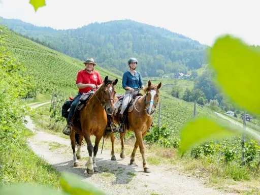 Zwei Reiter genießen das Distanz reiten auf einem Feldweg durch Weinberge mit Blick auf bewaldete Hügel.