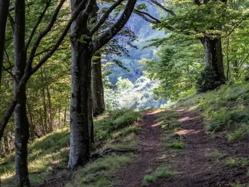 Sentiero nel bosco, tra alberi secolari e vegetazione lussureggiante. Un invito a esplorare cosa vedere in questo acquerino naturale.