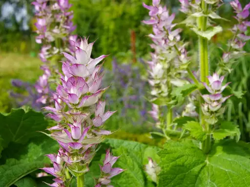 Fleurs de sauge sclarée aux teintes roses et blanches. Attention, la sauge sclarée a des contre-indications.