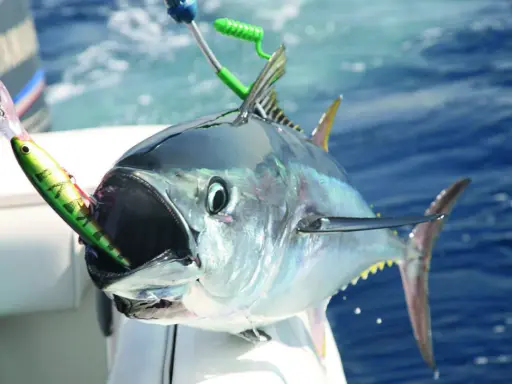 Un tonno record con un'esca in bocca, pronto per essere issato a bordo. La sua bocca spalancata mostra la potenza di questo pesce.