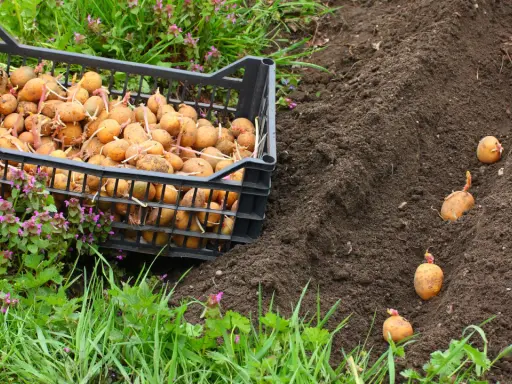 Plantation de pommes de terre précoces. Une caisse remplie de tubercules germés est posée près d'un sillon de terre où quelques pommes de terre sont déjà plantées.