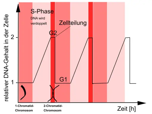 Diagramm zeigt den relativen DNA-Gehalt in der Zelle über die Zeit. Ein 1-Chromatid-Chromosom verdoppelt sich in der S-Phase zu einem 2-Chromatid-Chromosom.