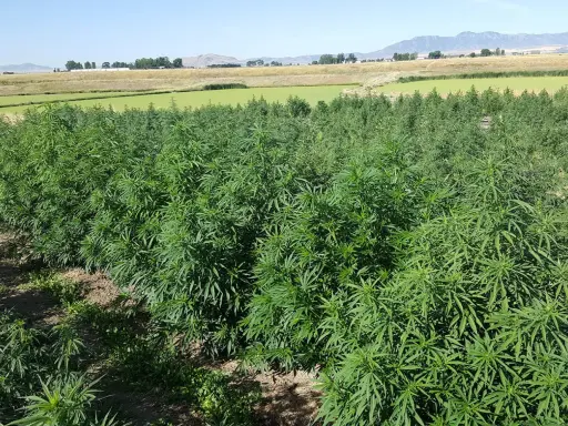 A field of lush green hemp plants under a clear blue sky. This image shows what hemp looks like growing, a versatile plant with many uses.