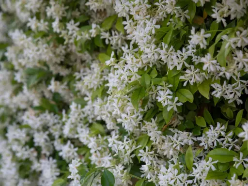 Fiche technique : le trachelospermum jasminoides, une profusion de petites fleurs blanches étoilées sur un feuillage vert luxuriant.