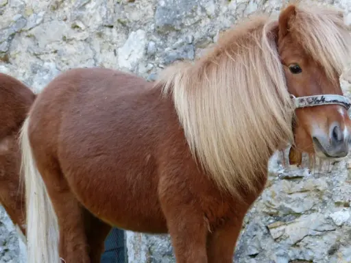 Zwei braune Shetlandponys vor einer Steinmauer. Sie sind robust und können alt werden, wie alt werden Shetlandponys?