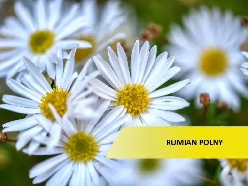 Rumian polny: Jak odróżnić chwast od zioła i skutecznie usunąć?