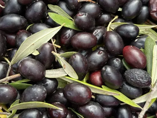 Un montón de aceitunas negras y hojas verdes. ¡Aceituna y oliva es lo mismo!