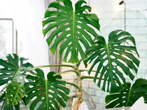 Große, grüne Monstera-Blätter mit charakteristischen Schlitzen und Löchern. Die Pflanze steht vor einem Fenster mit Gardinen und einer hellen Ziegelwand, was auf gute **Monstera Pflege** hindeutet.
