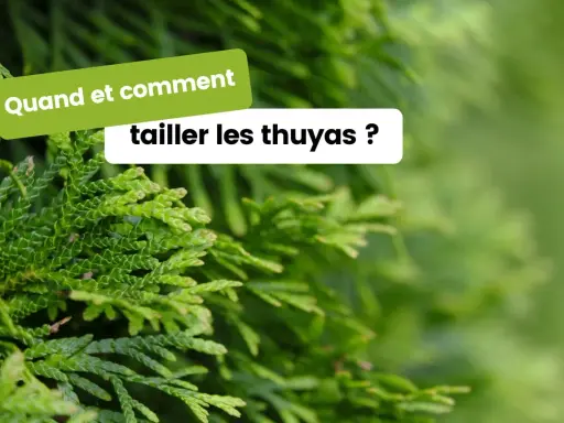 Des branches de thuya vertes et denses. Le texte "Quand et comment tailler les thuyas ?" apparaît en surimpression, invitant à découvrir les meilleures pratiques pour l'entretien de ces conifères.