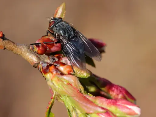 Mouche du cerisier sur un bourgeon. Traitement du sol au sulfate de fer pour lutter contre les parasites.