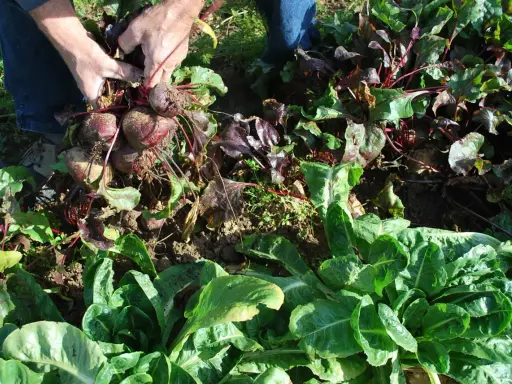 Mains récoltant des betteraves dans une plantation. Les feuilles vertes et les racines rouges sont visibles.