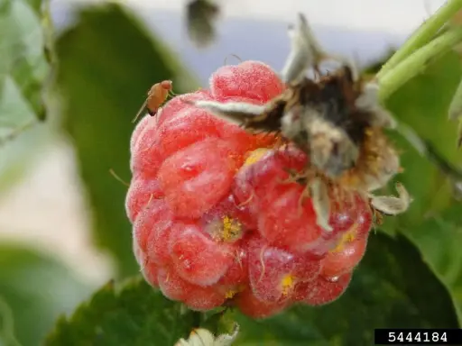 A spotted wing drosophila rests on a ripe raspberry, a tiny pest on a delicious berry.