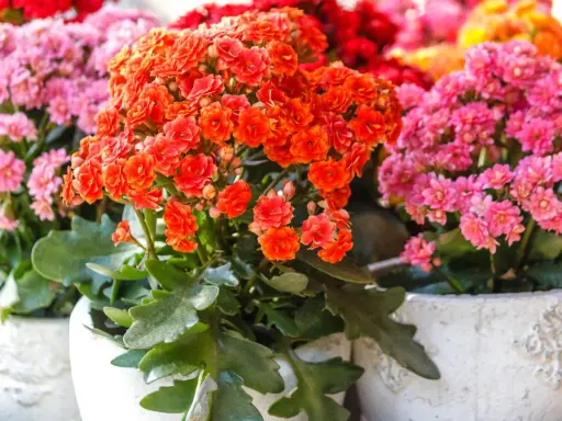 Bunte Kalanchoe-Blüten in Orange und Pink. Die richtige Kalanchoe Pflege sorgt für üppige Blütenpracht.