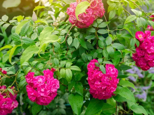 Des rosiers grimpants aux fleurs roses vives, parfaits pour apprendre comment planter un rosier. Un guide visuel pour un jardin fleuri.