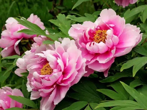 Vibrant pink tree peonies, scientifically known as Paeonia suffruticosa, bloom with ruffled petals and golden centers amidst lush green foliage.