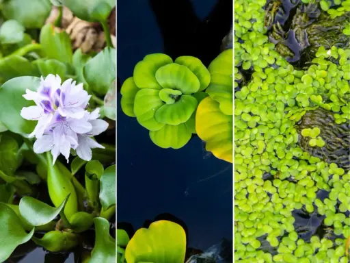 Tres tipos de plantas para estanques: jacinto de agua con flor lila, lechuga de agua verde y lenteja de agua cubriendo la superficie.