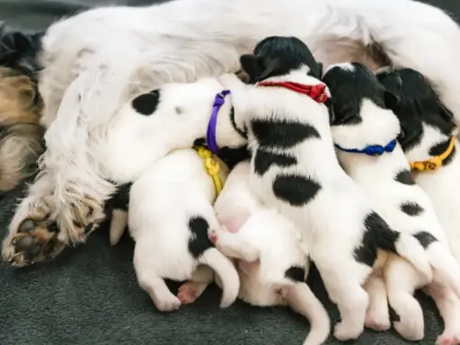 Szczenięta z kolorowymi obrożami ssą mleko od suki. Pytanie o to, czym karmić sukę po porodzie, jest kluczowe dla zdrowia maluchów.