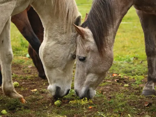 Dwa konie pochylają głowy, jedząc z ziemi. Wokół leżą jabłka, co potwierdza, że konie mogą jeść jabłka.