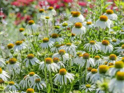 Champ de fleurs d'échinacées blanches aux cœurs orangés. Ces fleurs sont connues pour leurs nombreux échinacea bienfaits pour la santé.