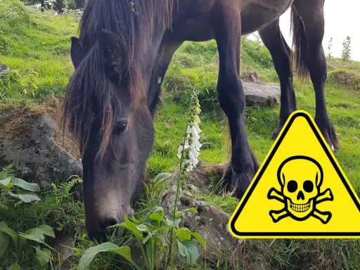 Ein Pferd frisst neben Fingerhut, ein Warnschild mit Totenkopf weist auf schleichende Vergiftung bei Pferden hin.