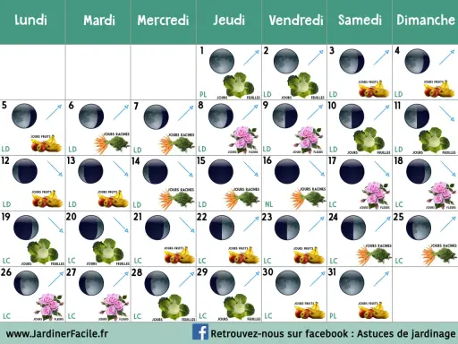 Calendrier lunaire jardin : phases de la lune et indications pour semer fruits, légumes ou fleurs.
