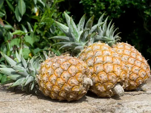 Trois ananas mûrs, prêts à être dégustés, sur un bois vieilli. L'image évoque le plaisir de faire pousser un ananas.
