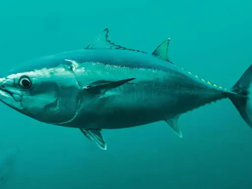Ein majestätischer Thunfisch schwimmt im tiefblauen Ozean. Sein stromlinienförmiger Körper und die kräftige Schwanzflosse zeigen, wie schnell er ist.