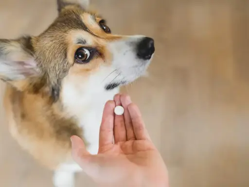 Uroczy corgi patrzy na dłoń z tabletką. Czas na odrobaczenie szczeniaka, by był zdrowy i szczęśliwy.