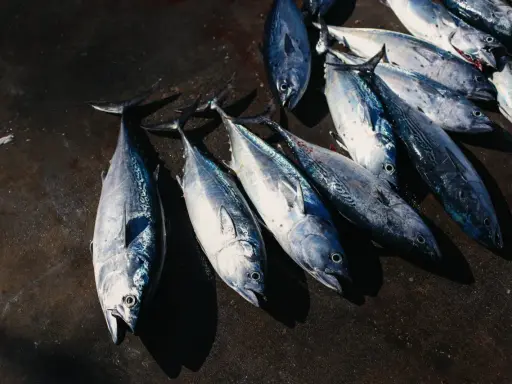 Un gruppo di tonni rossi mediterranei appena pescati, con le loro squame argentate che brillano sotto la luce.