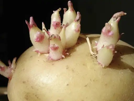 Une pomme de terre germée montre de jeunes pousses blanches et roses émergeant de ses yeux, prêtes à pousser.
