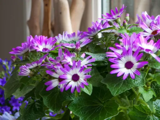 Un bouquet de marguerites violettes et blanches, typique des créations des fleuristes, éclate de couleurs vives.