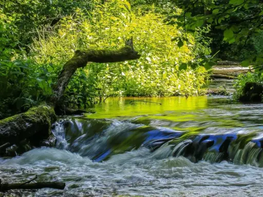 Malowniczy strumień z powalonym drzewem, porośniętym mchem, tworzy naturalne wodospady. Idealne miejsce na relaks i podziwianie przyrody, prawdziwe **susiec atrakcje**.