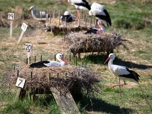 Storkar i sina bon på Nordens Ark. En stork vilar i bo nummer 7, medan en annan står bredvid.