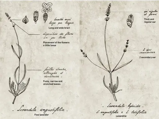 Dessin botanique comparant la lavande vraie (Lavandula angustifolia) et la lavandin (Lavandula hybrida), avec détails sur les feuilles et les épis.