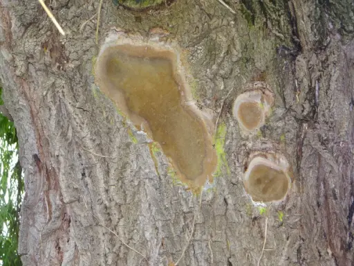 Écorce de saule pleureur marquée par une maladie, avec des plaies suintantes et une croissance fongique verdâtre.