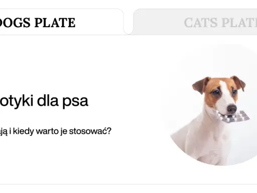 Jack Russell terrier z blistrem tabletek w pysku. Dowiedz się o naturalnych probiotykach dla psa.