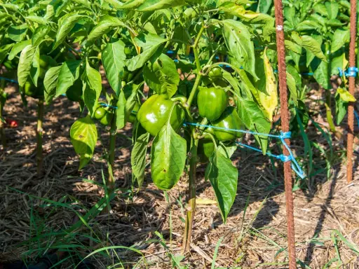 Des poivrons verts mûrs sur des plants soutenus par des tuteurs. Une image parfaite pour illustrer comment planter des poivrons et obtenir une belle récolte.