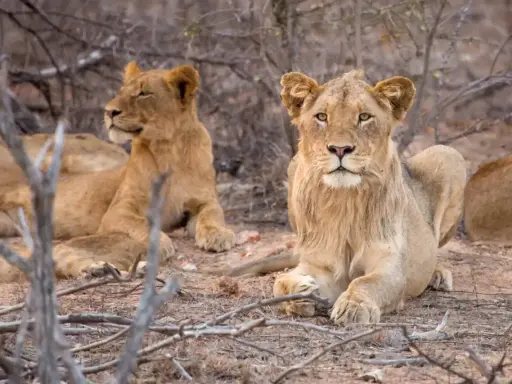 Młode lwy odpoczywają na ziemi w parku narodowym Kruger.