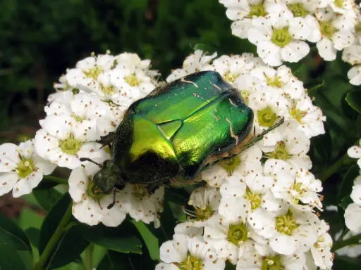 Une magnifique cétoine dorée, dont la larve se nourrit dans le sol, se repose sur des fleurs blanches.