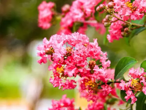 Grappes de fleurs roses vives de lilas des Indes, avec des détails sur la fiche technique.