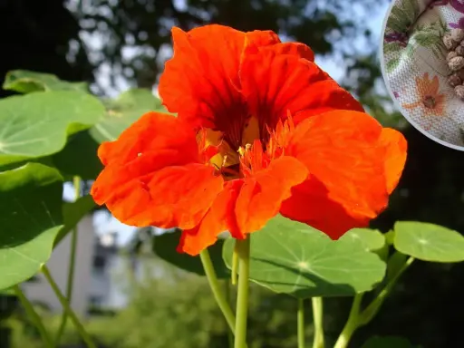 Jasna, pomarańczowa nasturcja z zielonymi liśćmi. W rogu nasiona nasturcji, idealne do siewu.