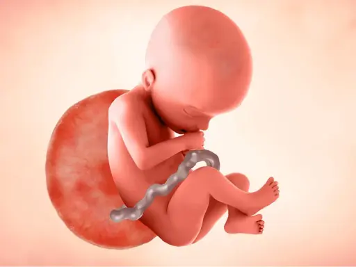 Feto en desarrollo, con cordón umbilical, en la semana 22 de gestación.