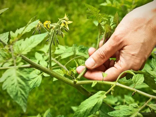 Main d'un jardinier qui commence à tailler les tomates, retirant une pousse latérale pour favoriser la croissance des fruits.