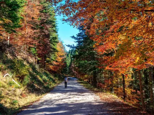 Un paseo por la selva de Irati en otoño, con árboles de colores vibrantes y un camino que invita a explorar. Imagina a niños corriendo entre los árboles.