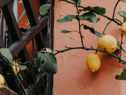Un citronnier en pot, chargé de fruits jaunes, pousse contre un mur orangé. Une petite fleur blanche éclot sur une branche.