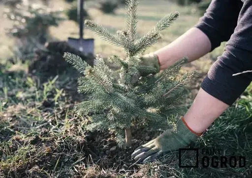 Prawidłowe przycinanie jodły kaukaskiej: Poradnik krok po kroku