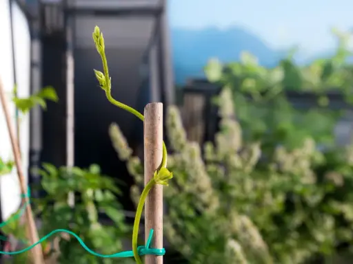 Planta trepadora se apoya en un tutor de madera, mostrando varios tipos de tutores para plantas.